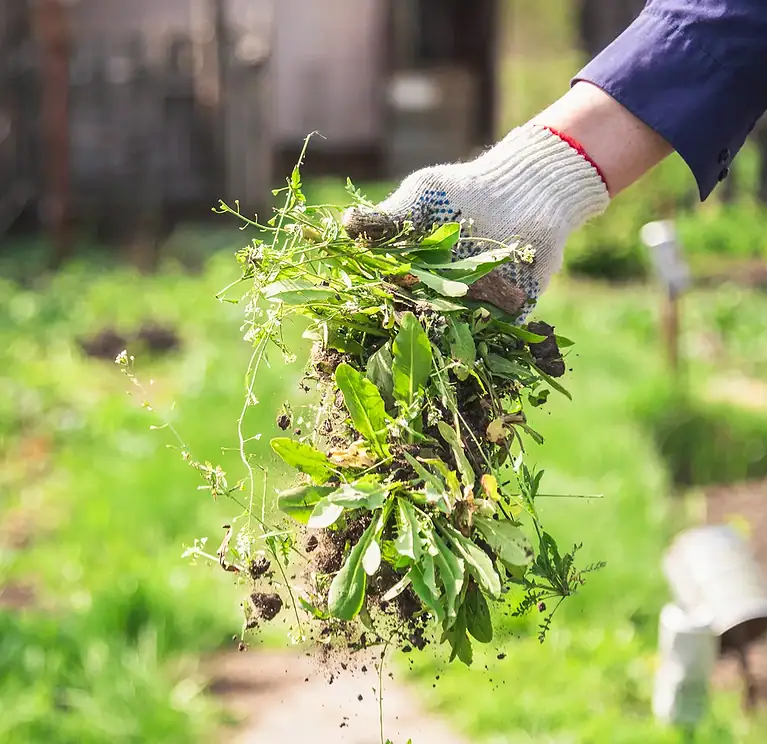 Weed Control, Sustainability & Risk Reduction in Indianapolis